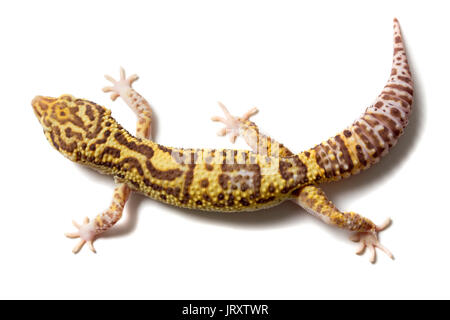 Niedliche Leopardgecko (Eublepharis Macularius) auf weißem Hintergrund Stockfoto