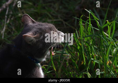 Tabby Katze essen grass Stockfoto