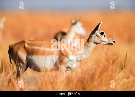 Weibliche indischen Hirschziegenantilope, (Antilope cervicapra), hirschziegenantilope Nationalpark, Gujarat, Indien. Stockfoto