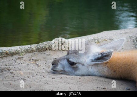 Baby Camel suchen cute Stockfoto