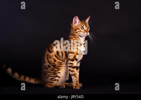 Junge bengal Katze sitzt auf schwarzem Hintergrund Stockfoto