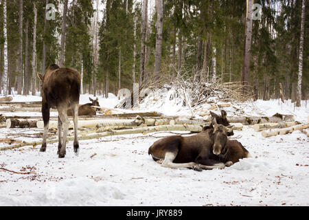 Die einzigartige elk Bauernhof im Dorf Sumarokovo, Kostroma, Russland Stockfoto