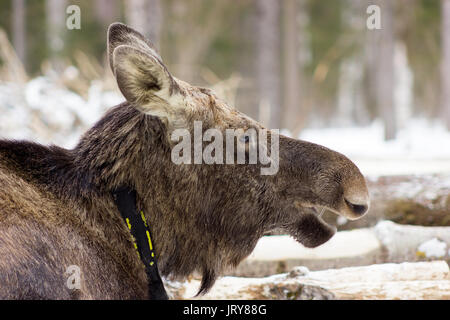 Die einzigartige elk Bauernhof im Dorf Sumarokovo, Kostroma, Russland Stockfoto