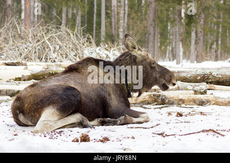 Die einzigartige elk Bauernhof im Dorf Sumarokovo, Kostroma, Russland Stockfoto