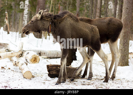 Die einzigartige elk Bauernhof im Dorf Sumarokovo, Kostroma, Russland Stockfoto