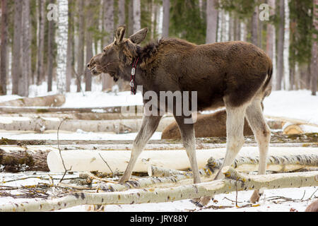 Die einzigartige elk Bauernhof im Dorf Sumarokovo, Kostroma, Russland Stockfoto