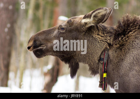 Die einzigartige elk Bauernhof im Dorf Sumarokovo, Kostroma, Russland Stockfoto