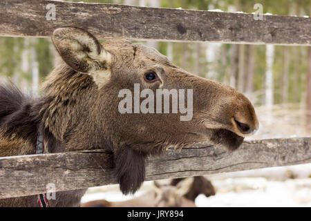 Die einzigartige elk Bauernhof im Dorf Sumarokovo, Kostroma, Russland Stockfoto