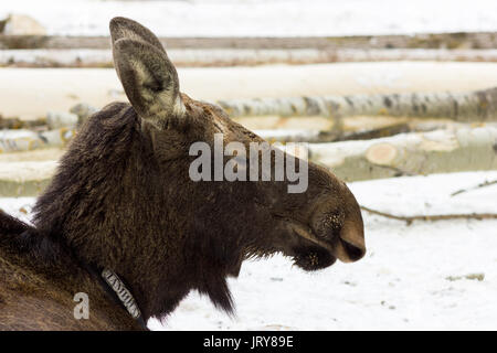 Die einzigartige elk Bauernhof im Dorf Sumarokovo, Kostroma, Russland Stockfoto