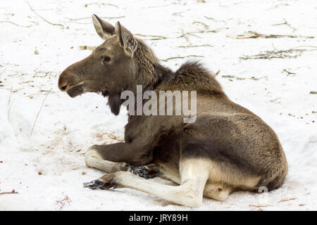 Die einzigartige elk Bauernhof im Dorf Sumarokovo, Kostroma, Russland Stockfoto