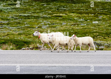 Frei lebende Schafe gehen auf Landstraße im Hochland. Stockfoto