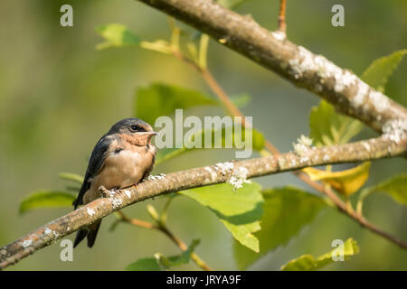 Eine junge, flügge Rauchschwalbe (Hirundo rustica) geduldig wartet auf die Fütterung durch ihre Eltern. Stockfoto