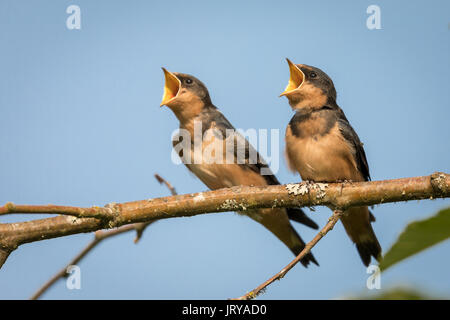 Junge, Junge Rauchschwalben (Hirundo rustica) Gape wie Sie darauf warten, gefüttert zu werden. Stockfoto