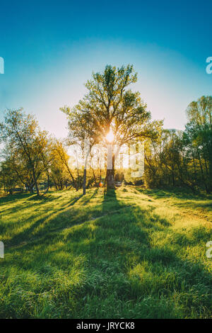 Sonne scheint durch Stamm und Laub von Eiche am Frühling Saison. Laubwald Sommer Natur In sonniger Tag. Sonnenuntergang und Sonnenaufgang. Stockfoto