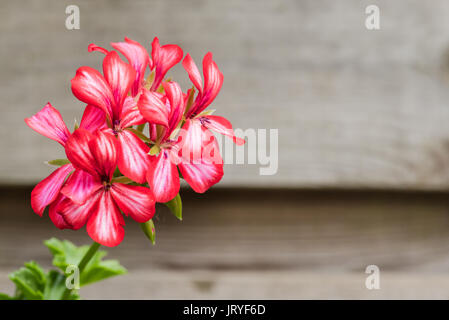 Die Blume eines Rot Weiß pelargonium in voller Blüte gegen Holz mit Kopie Raum auf der rechten Seite isoliert. Stockfoto