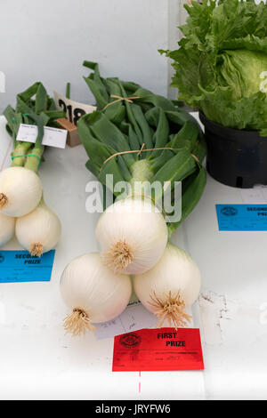 Den ersten Preis gewann Zwiebeln in einer pflanzlichen zeigen in Cornwall, England, Großbritannien, Stockfoto