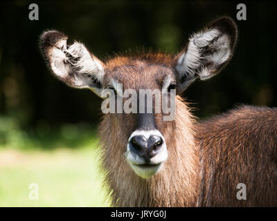 Portrait von defassa Wasserbock Antilope - Kobus ellipsiprymnus defassa Stockfoto