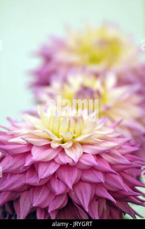 Einige Dahlien auf Verkauf Anzeige in Lila Lila und rosa Farben mit gelben Zentren staubblatt Pollen stammt von der Blüte Stockfoto