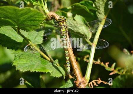 Libelle, eine weibliche Southern Hawker, ruhen Stockfoto