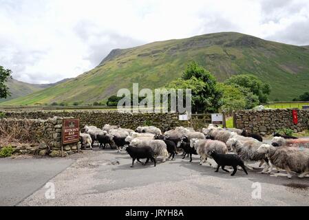 Herde Herdwick-Schafe an Wasdale Head Lake District, Cumbria GROSSBRITANNIEN Stockfoto