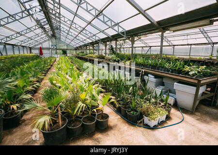 Kleine grüne Sprossen der Pflanzen Palmen Bäume aus dem Boden In Töpfen im Gewächshaus oder Gewächshaus. Frühling, Konzept des neuen Lebens. Stockfoto