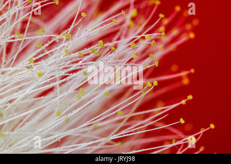 Calliandra/Akazie Nemu Blume, weiß, mit rotem Hintergrund, Makro Foto mit kleinen Wassertropfen und Tröpfchen auf die Blütenblätter Stockfoto