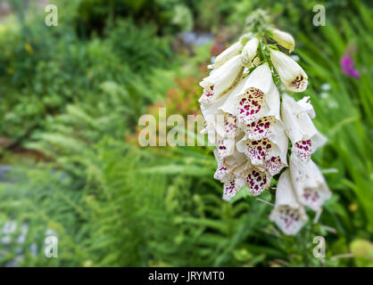 Weiße Vielzahl von Fingerhut Digitalis purpurea in Garten, Wales, Großbritannien Stockfoto