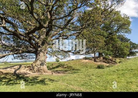 Offa's Dyke in der Nähe von Montgomery, Powys, Wales, Großbritannien Stockfoto