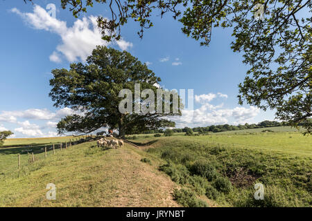 Offa's Dyke in der Nähe von Montgomery, Powys, Wales, Großbritannien Stockfoto