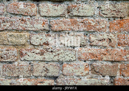 Alte Mauer mit kleinen roten Ziegeln aus dem 17. Jahrhundert im grünen Flechten bedeckt Stockfoto