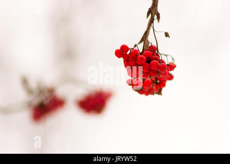 Winter Rowan (ashberry) auf verschwommenen hellen Hintergrund Stockfoto