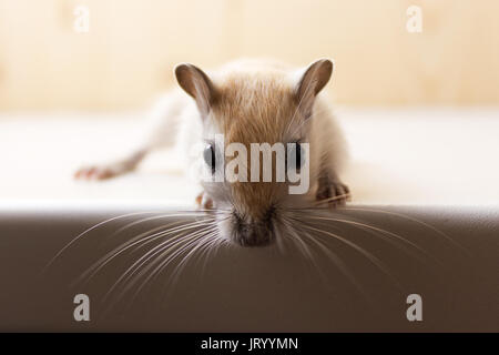 Flauschige baby Der rennmaus auf neutralem Hintergrund Stockfoto