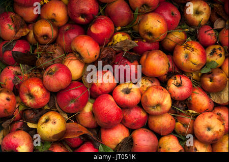 Verrottenden Äpfel stapelten sich auf dem Boden mit Herbstlaub Stockfoto