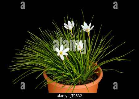 Weiß zephyr Lily, zephyranthes Candida, im Topf auf schwarzem Hintergrund Stockfoto