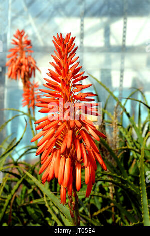 Krantz Aloe arborescens Aloe Lateinischer Name Stockfoto