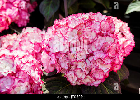 Hydrangea macrophylla, mit komplizierten dunkel rosa und weiß mit Blumen. Stockfoto