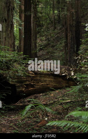 Eine alte gefallen Redwood Tree in einem schattigen Küsten Forrest. Stockfoto