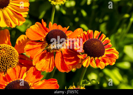Orange kegel Blumen (Rudbeckia) Close-up im Garten. Stockfoto