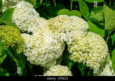 Hydrangea macrophylla mit großen weißen Blüten. Stockfoto