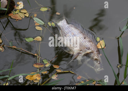 Tot, vergifteten Fisch liegt am Ufer. mit den Auswirkungen von giftigen Emissionen in der aquatischen Umwelt. Stockfoto