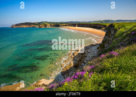 Wiese von grünem Gras und Blumen. Playa de Langre, Ribamontan al Mar, trasmiera Küste. Kantabrischen Meer. Kantabrien, Spanien. Europa Stockfoto