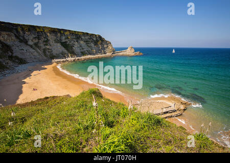 Wiese von grünem Gras und Blumen. Playa de Langre, Ribamontan al Mar, trasmiera Küste. Kantabrischen Meer. Kantabrien, Spanien. Europa Stockfoto