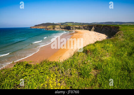 Wiese von grünem Gras und Blumen. Playa de Langre, Ribamontan al Mar, trasmiera Küste. Kantabrischen Meer. Kantabrien, Spanien. Europa Stockfoto