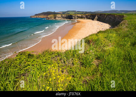 Wiese von grünem Gras und Blumen. Playa de Langre, Ribamontan al Mar, trasmiera Küste. Kantabrischen Meer. Kantabrien, Spanien. Europa Stockfoto