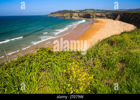 Wiese von grünem Gras und Blumen. Playa de Langre, Ribamontan al Mar, trasmiera Küste. Kantabrischen Meer. Kantabrien, Spanien. Europa Stockfoto