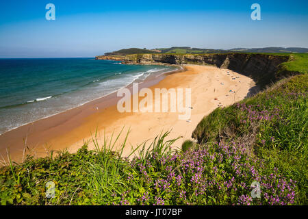 Wiese von grünem Gras und Blumen. Playa de Langre, Ribamontan al Mar, trasmiera Küste. Kantabrischen Meer. Kantabrien, Spanien. Europa Stockfoto