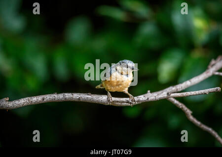 Juvenile eurasischen Kleiber, Sitta europaea, hocken auf einem Zweig in einem Garten in Surrey, South East England, UK im Sommer Stockfoto