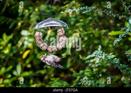 Juvenile Dendrocopos major, Buntspecht, hängen von einem Fat ball Bird Feeder in einem Garten in Surrey im Südosten Englands, im Sommer Stockfoto