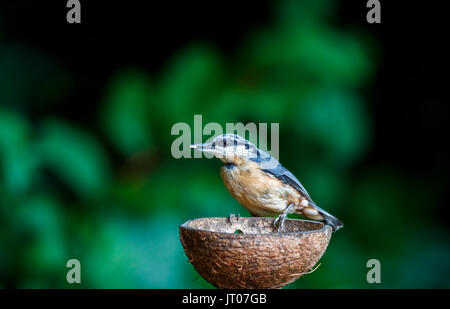 Juvenile eurasischen Kleiber, Sitta europaea, hocken auf einem Kokosnussschalen Bird Feeder in einem Garten in Surrey, South East England, UK im Sommer Stockfoto