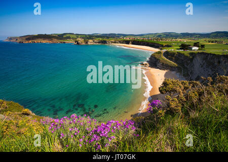 Wiese von grünem Gras und Blumen. Playa de Langre, Ribamontan al Mar, trasmiera Küste. Kantabrischen Meer. Kantabrien, Spanien. Europa Stockfoto